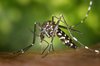 tiger-mosquito-pb.jpg